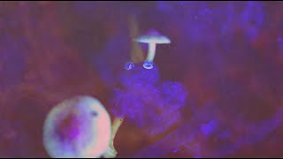 Mars FM - Savior (Official Music Video)