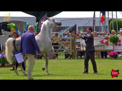 N.85 INIZIO - Bruges 2018 C European - 7-9 Years Old and Older Stallions (Class 13)