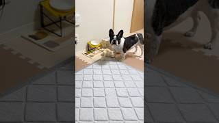優柔不断なフレブル