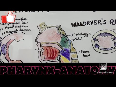 PHARYNX-ANATOMY,WALDEYER'S RING#TONSILS#PALATINE TONSILS