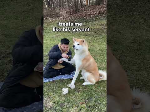 facts about my akita inu