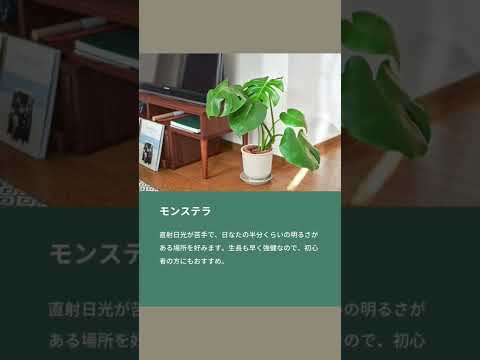 薄暗い部屋を緑化する、光のない観葉植物 4 つ  庭園