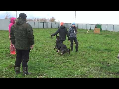 Team Larnie’s Fakta     BH examination