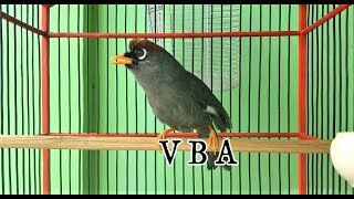 Download lagu Suara JERNIH Poksay Mandarin ini sangat cocok buat MASTERAN dijamin RESPON seketika mp3 Download lagu Suara JERNIH Poksay Mandarin ini sangat cocok buat MASTERAN dijamin RESPON seketika mp3