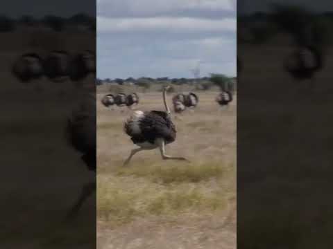 Epic Cheetah Chase: Ostriches Outrun the Hungry Cheetah. #whatswild
