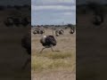 Epic Cheetah Chase Ostriches Outrun The Hungry Cheetah Whatswild