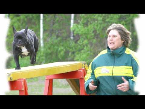 Аджилити и французский бульдог