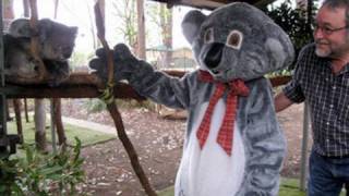 John Williamson at the Koala Hospital