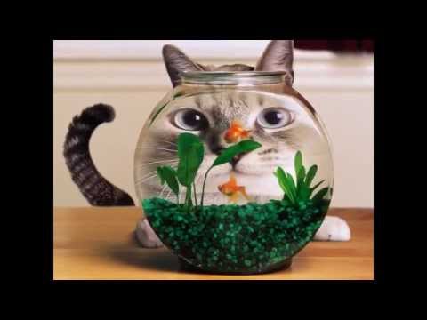 Funny Videos About Cats - Funny and Crazy Cat Videos