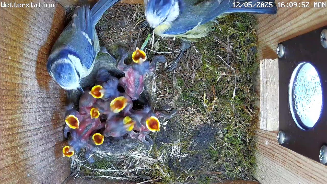 Die Küken in 3 weiteren Nestern entwickeln sich gut! 12.05.2025