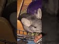 Chinchilla warning sounds #chinchilla #exoticpets #rodents #viralshorts #animals #pets #chinchillas