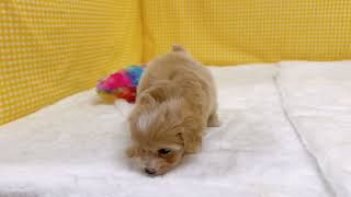 ハーフ犬の動画01