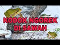 RELAKSASI SUARA KATAK SAWAH SUARA KODOK SAWAH KODOK NGOREK DI PINGGIR SAWAH