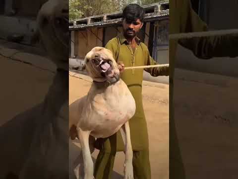 Aggressive Pakistani Bully Dog 👹 #shorts #pakistanibully #dog #dogs