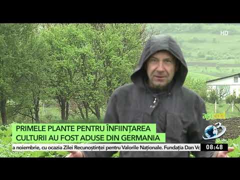 Un sociolog a infiinţat cea mai mare cultură de rubarbură în judeţul Mureş