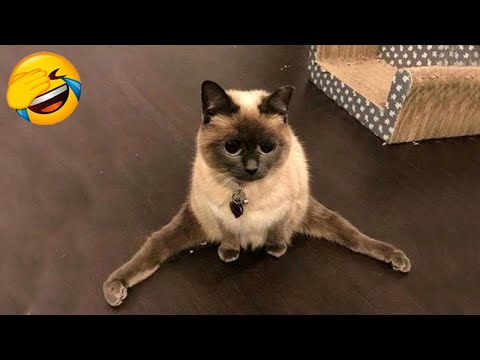 Essayer De Ne Pas Rire - Vidéo De Chat À Mourir De Rire #23 | Vidéos Drôles De Chats