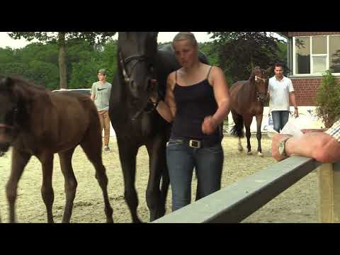 Zuckerfee Stute von Zoom  Florestan I