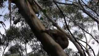 preview picture of video 'Wild Koala and her Joey near Cape Otway'