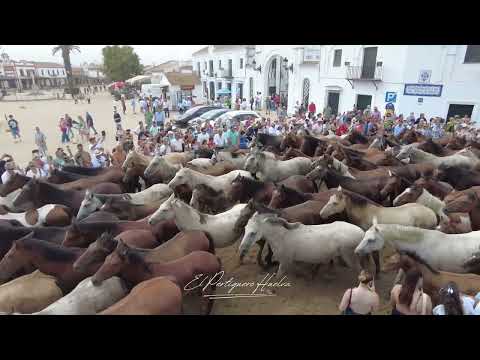Saca de las Yeguas 2024 // Aldea del Rocio Huelva   4K