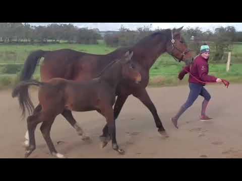Top Quality Colt Foal - Image 2