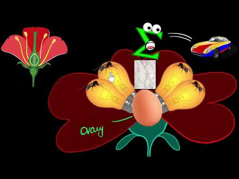 Flower: Parts of stamen, carpel | How do organisms reproduce | Biology | Khan Academy