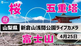 🌸富士山x桜x五重塔ライブカメラ🌸山梨県「新倉山浅間公園」　2024年4月25日(木)