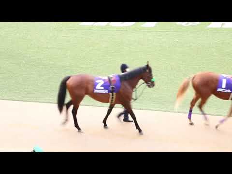 【現地映像】2020年有馬記念パドック