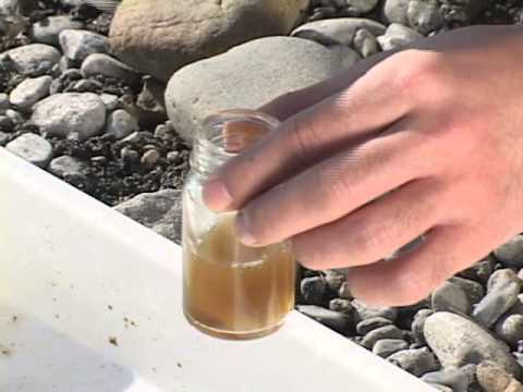 生物インスピレーションとしての珪藻