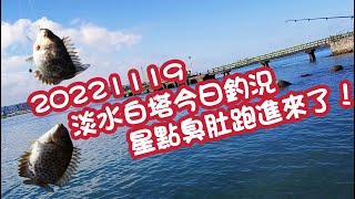 【淡水河釣魚】20221119淡水白塔今日釣況：星點臭肚跑進來了!!｜蝦皮愛釣魚