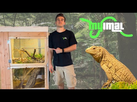 Leguán modrý veľký kajmanský (Cyclura lewisi) — terárijný chov, veľký výbeh