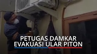 Ular Piton Masuk Rumah Warga Saat Pemilik ke Gereja, Bersembunyi di Atas Mesin AC