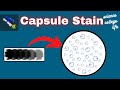 CAPSULE Staining Procedure | Microbiology Lab