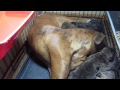 chris ledoux-Buffalo Grass- with Colorado AKC Boxers 2 weeks old