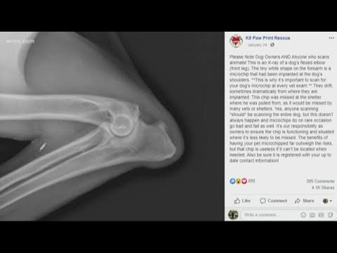 Vet warns pet owners about microchip migrates