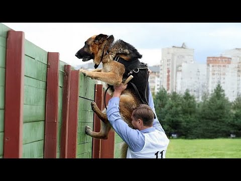 Quand les chiens commencent à se comporter comme des comédiens en service