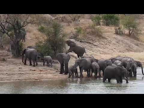 Djuma: Elephant herd - 13:58 - 09/29/20