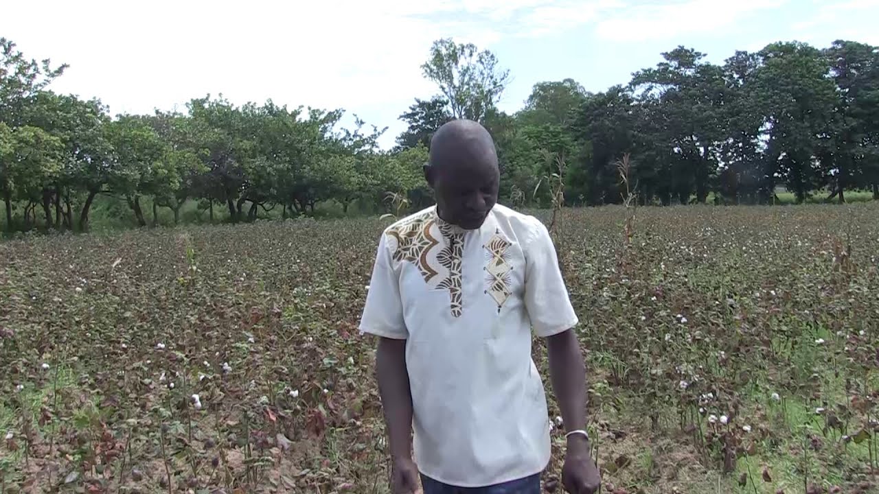 Economy: Jassid threatens cotton production in the Poro region