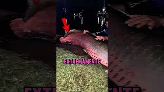 ESSE PEIXE É MUITO PERIGOSO 😱