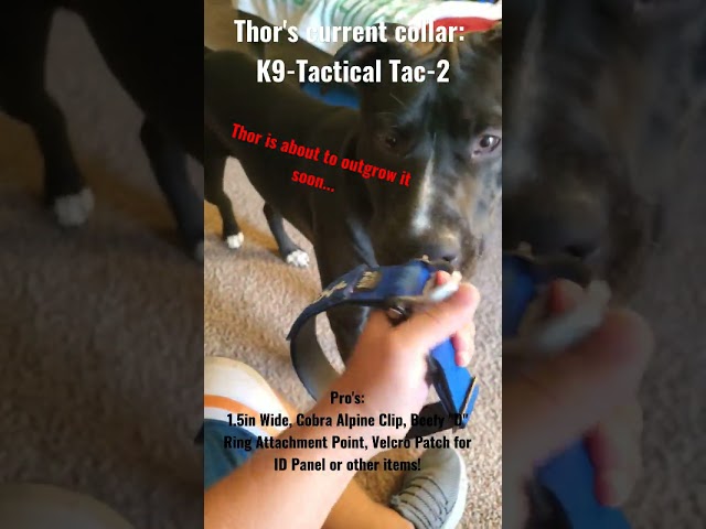 Vídeo relacionado con Collar para Perro Hebilla de cinturón de Seguridad Avengers Thor Hammer Acción Pose Galaxy Blues Blanco 15 a 26 Pulgadas 1.0 Pulgadas de Ancho, DC-WTH023-L