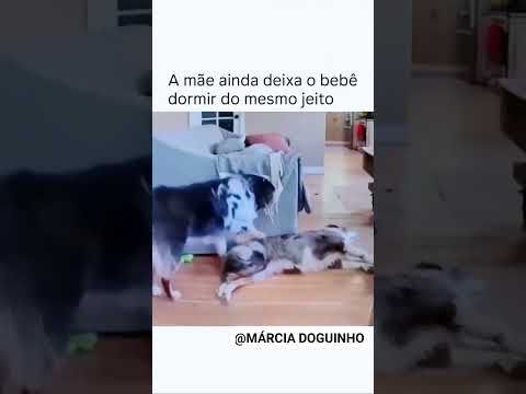 #speakpug #pets #cachorro #cachorros  #cachorro #memes #adote #petsfofinhos #pug #petlover #humor