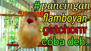 Download lagu flamboyan ropel bahan gacor ngebren ngeplong mp3