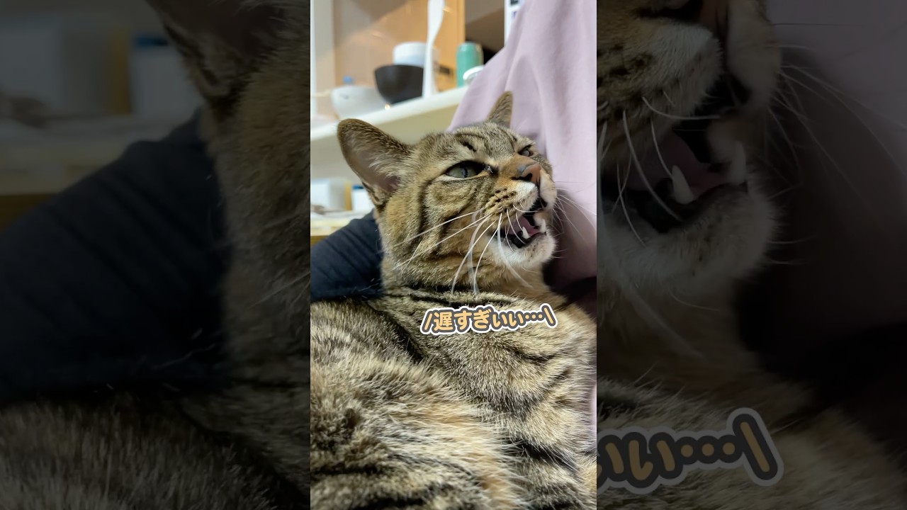 仕事から帰ってきたママに、「遅過ぎぃっ」と説教する猫