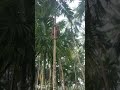 Supari Harvesting Using Coconut Rope Traditional Techinic