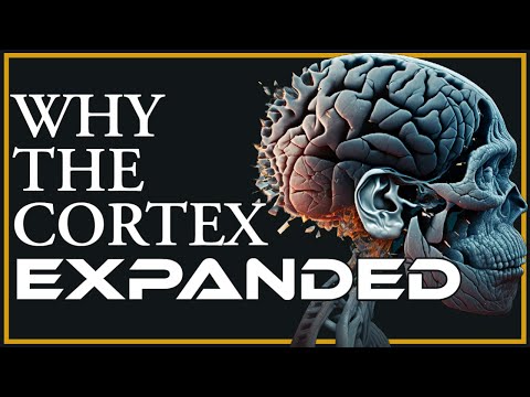 The Evolution of the Cerebral Cortex: How Primates Changed the Brain Game