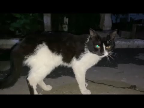 What do cats do outside at night? Cute cats