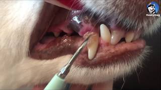 DIY Dog Teeth Plaque Removal