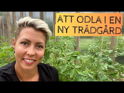 Att börja om i en ny trädgård - jobbigare än vad jag först hade väntat mig