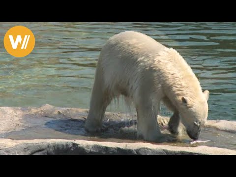 Eisbär | Unsere Tierwelt (Kurze Tierdokumentation)