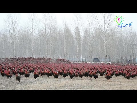 , title : 'مزارع صيني أصبح من المشاهير على الإنترنت والعالم بسبب إمتلاكه 70 ألف دجاجة.. لن تصدق كيف يتعامل معهم'