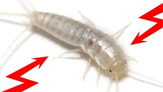 How To Get Rid of SILVERFISH Naturally Fast & Easily Yourself At Home